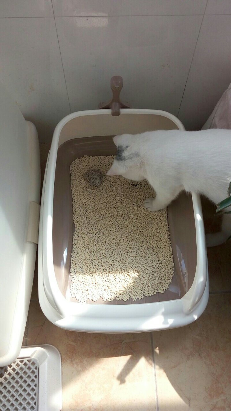 宠物牵引绳:一环串联爱与责任